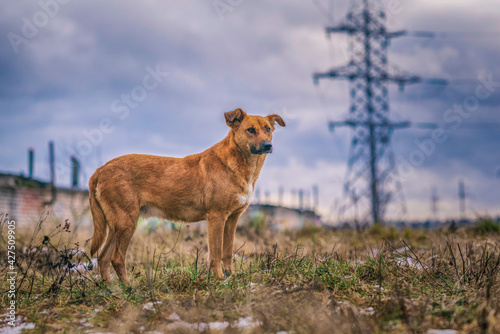 Homeless red dog on the field in cloudy autumn weather.