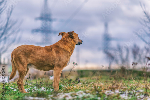 Homeless red dog on the field in cloudy autumn weather. © shymar27