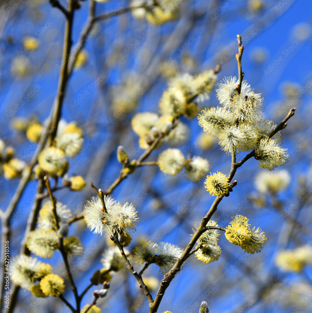 Weidenkätzchen vor strahlend blauem Himmel Weidenkätzchen vor strahlend blauem Himmel
