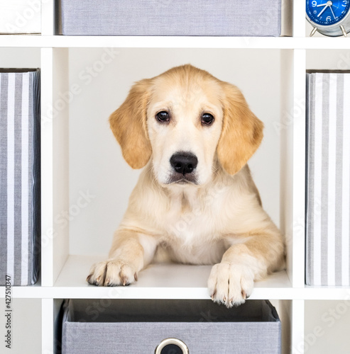Funny young dog peeking out from locker
