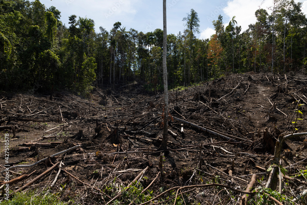 Tropical rainforest, burned, felled and destroyed, for timber extraction, livestock and monocultures such as palm oil. Waiego Island, West Papua, Indonesia. Deforestation of the jungle. Tropical rainforest, burned, felled and destroyed, for timber extraction, livestock and monocultures such as palm oil. Waiego Island, West Papua, Indonesia. Deforestation of the jungle.