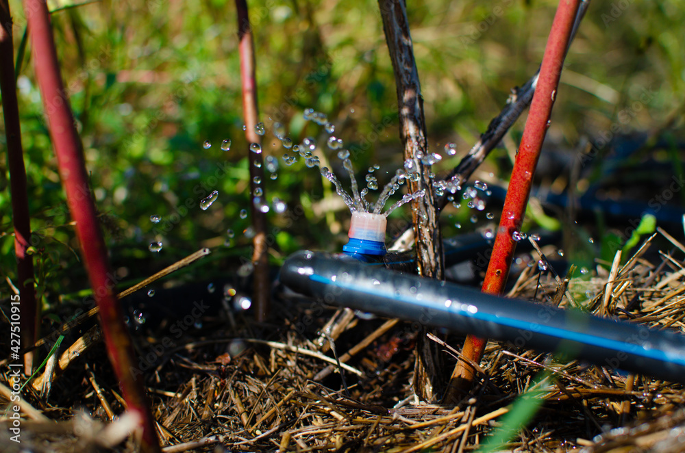 Drip irrigation. The photo shows the irrigation system in a raised bed
