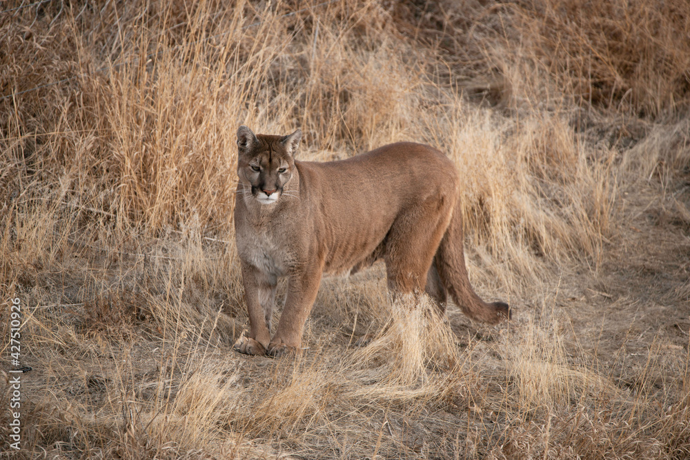 Cougar also called mountain lion, panther or puma hunting in a meadow in  winter Colorado, USA Stock Photo | Adobe Stock