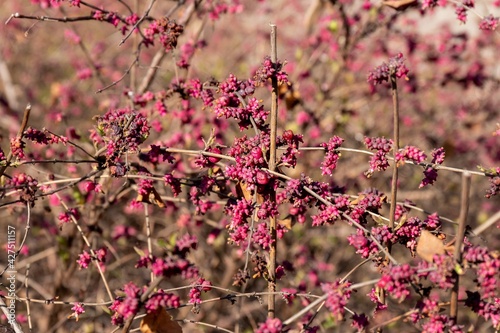 Many small berries of a rounded snowy-tree (Symphoricarpos orbiculatus Moench), preserved over the winter on a bush without leaves photo