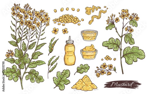 Mustard sauce ingredients and plant parts engraving vector illustration isolated.