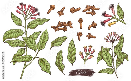Clove ingredients - flowers, leaves, branch and buds a vector isolated set.