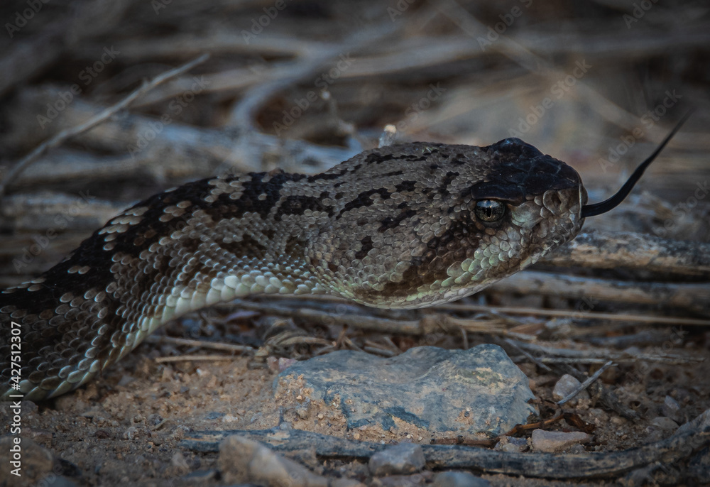 Fototapeta premium close up of a rattlesnake