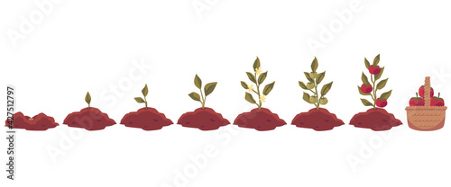 Tomato plant growth cycle infographics, flat vector illustration isolated.