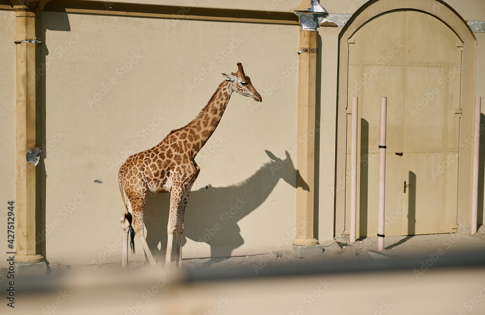 Obraz premium Wild African animal - A giraffe in the zoo.