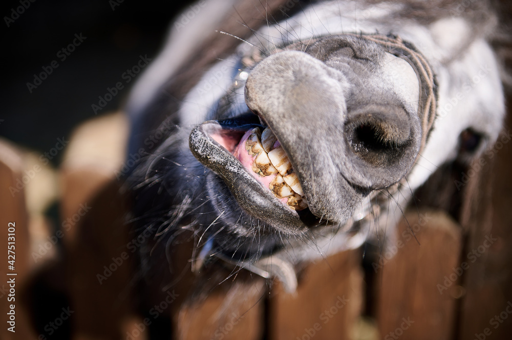 Close-up of the face of pony looking at camera at the zoo Close-up of the face of pony looking at camera at the zoo
