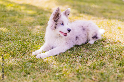 Border collie puppy dog pretty cute playing on a park. Domestic canine animal friendly pet isolated 