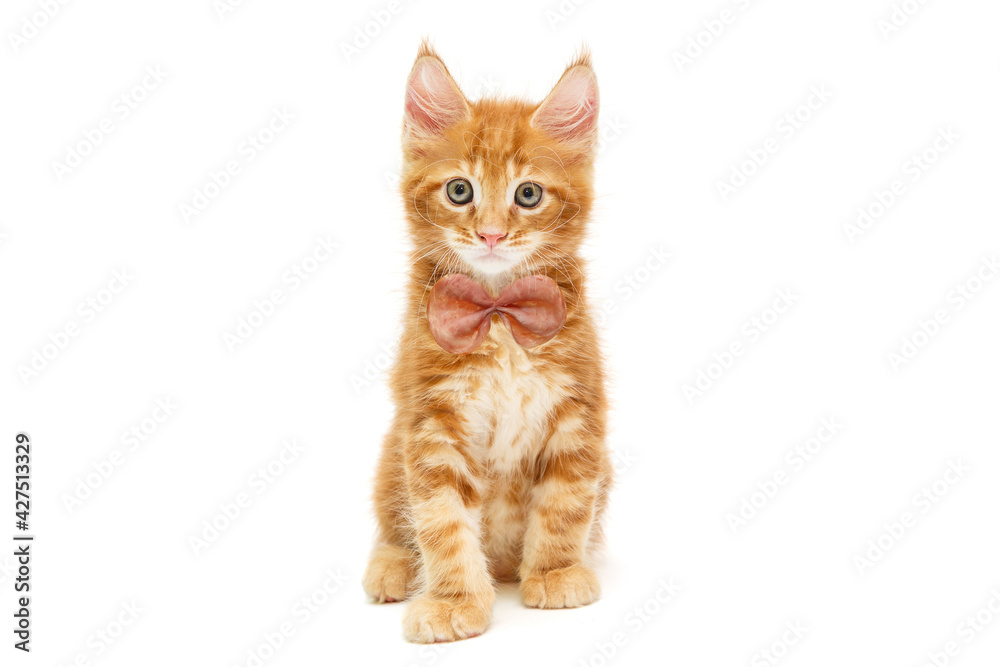Small red Maine Coon kitten
