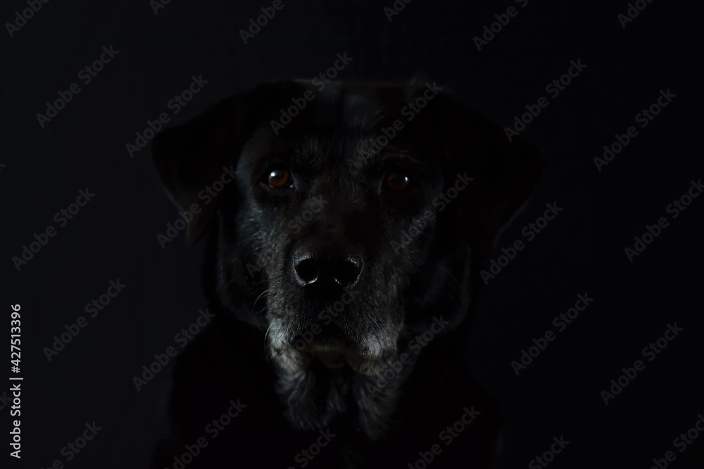 portrait of a black dog on a black background portrait of a black dog on a black background