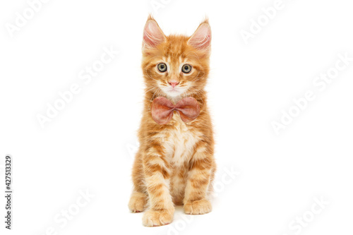 Small red Maine Coon kitten © Okssi