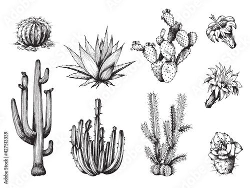Cactus and its flowers set, engraving vector illustration isolated on white.