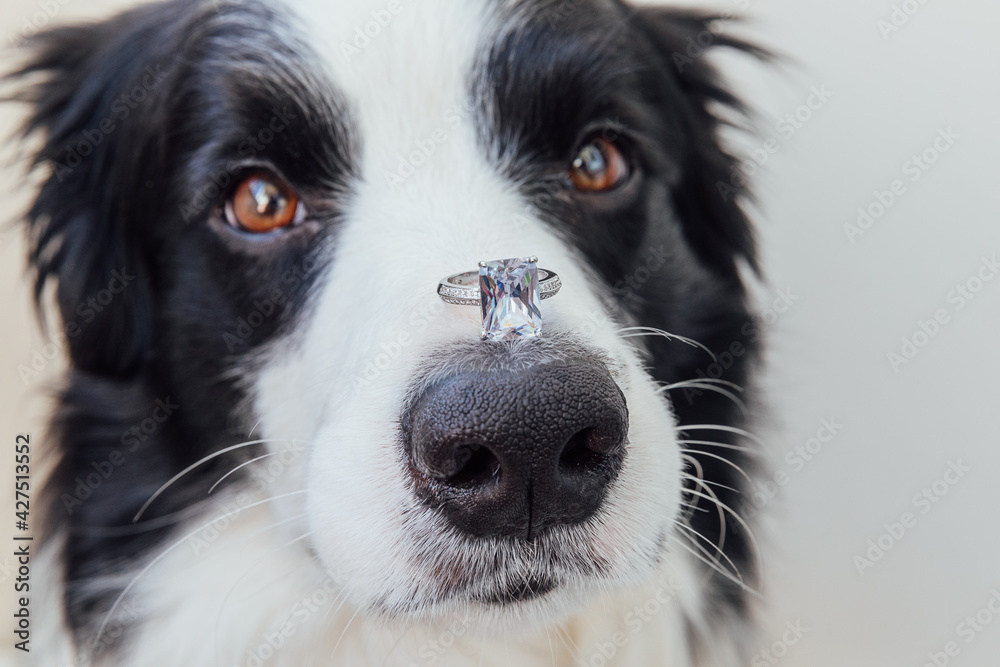 Will you marry me. Funny portrait of cute puppy dog border collie holding wedding ring on nose isolated on white background. Engagement, marriage, proposal concept Will you marry me. Funny portrait of cute puppy dog border collie holding wedding ring on nose isolated on white background. Engagement, marriage, proposal concept
