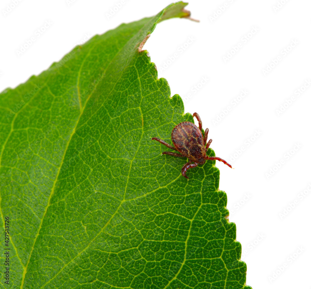 Tick insect sitting on a green leaf Tick insect sitting on a green leaf