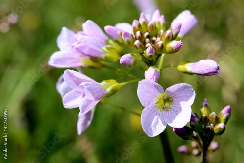 fleurs de cardamine des champs sous le soleil du printemps