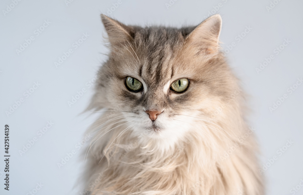 Adorable cat muzzle with green eyes on light background Adorable cat muzzle with green eyes on light background