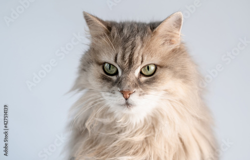Adorable cat muzzle with green eyes on light background