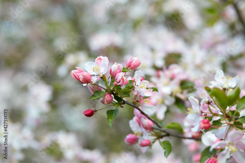 blooming apple trees in spring garden © Diana Taliun