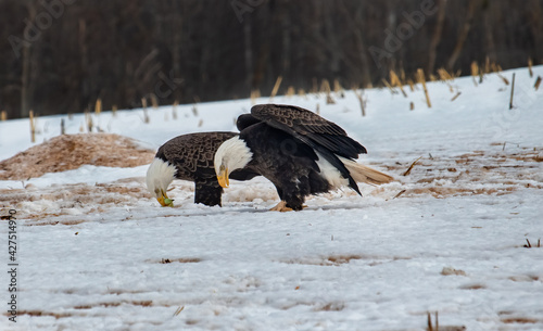eagles in the wild