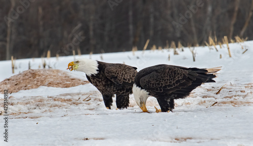 bald eagles eating chicken