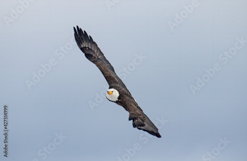 eagle in flight