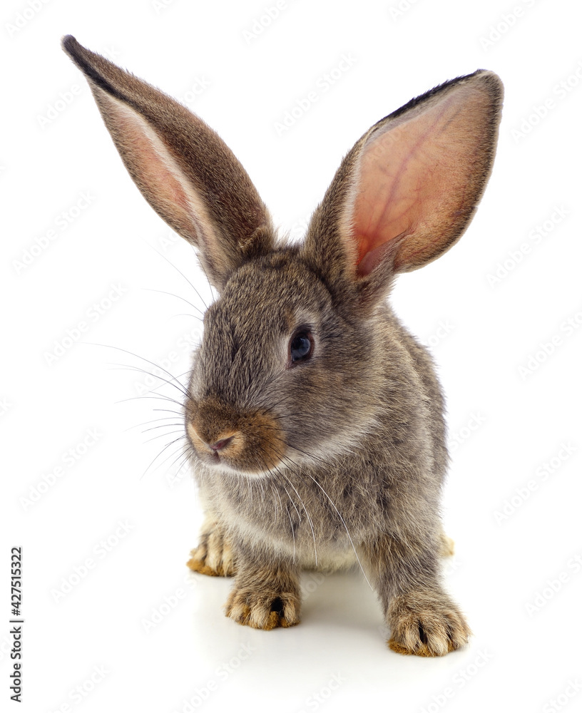One red rabbit. One red rabbit.
