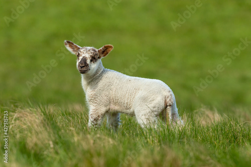 Close up of a young lamb in Springtime, stood in lush green meadow. Clean, green background. Looking to the front. Horizontal. Space for copy.