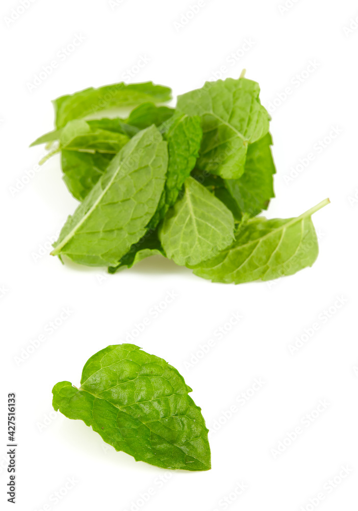 fresh mint isolated on white background fresh mint isolated on white background