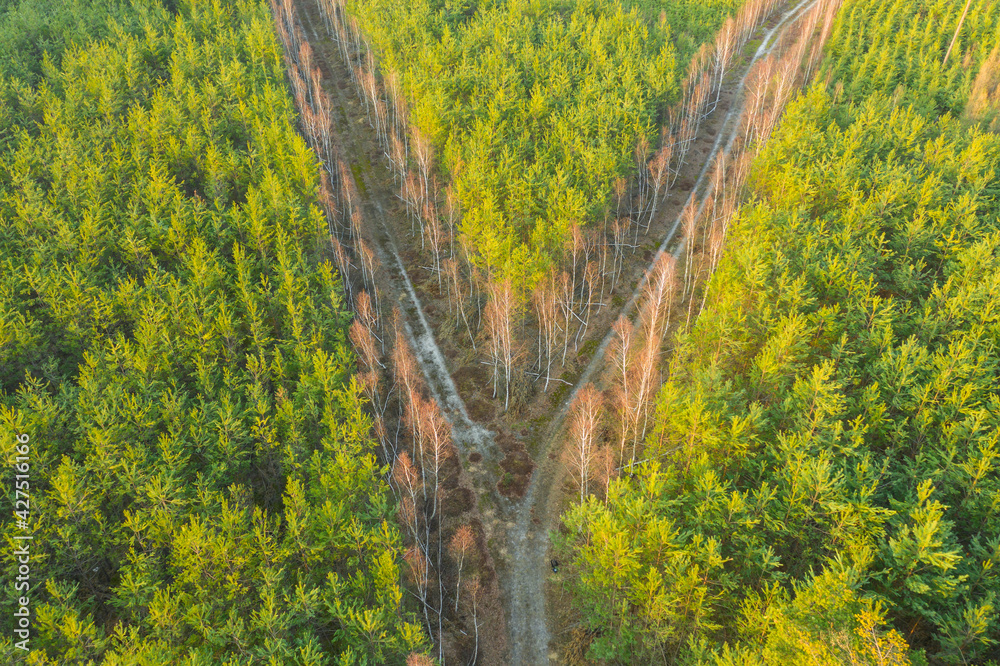 Rozwidlenie leśnej drogi. Widok z drona. - obrazy, fototapety, plakaty 