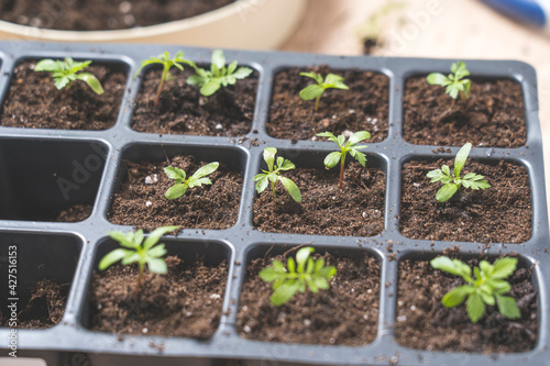 marigold seedlings cultivation and dipping top view