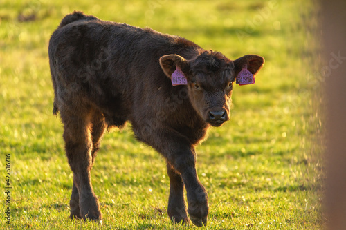 Small calf in the meadow on a beautiful spring day