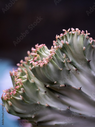 Vertical shot of a euphorbia lactea
