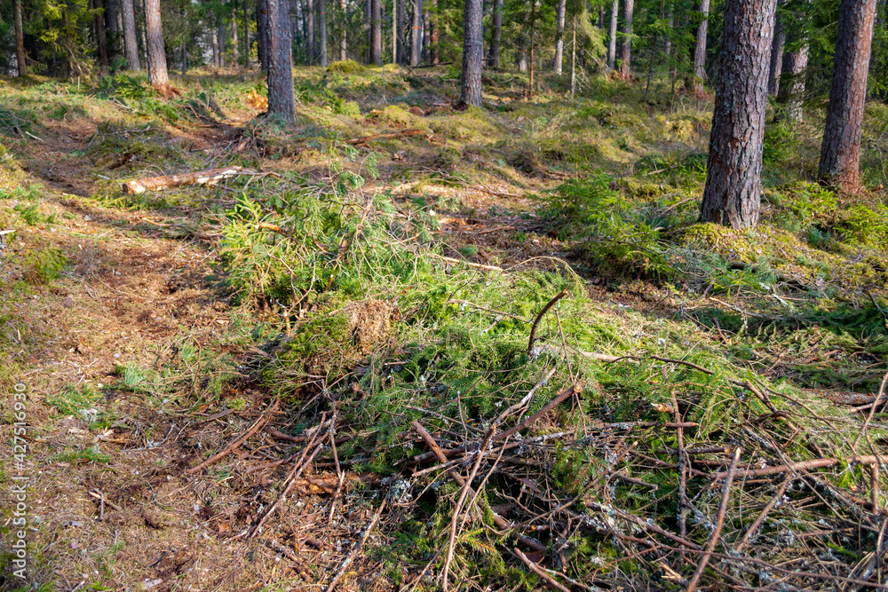 Pile of branches and tire wheels trace. Human impact on the environment. Deforestation and logging, forest clearing. Pile of branches and tire wheels trace. Human impact on the environment. Deforestation and logging, forest clearing.