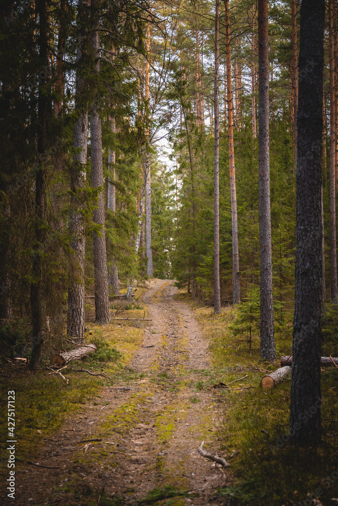 Fototapeta premium A beautiful natural forest in the Knyszyńska Forest