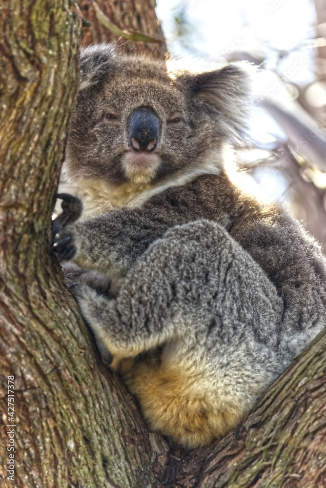 Obraz premium Koala in a tree