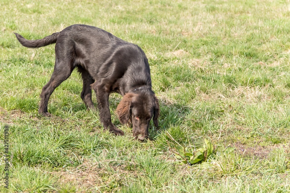 brown flat coated retriever on a green field. Typical puppy Brown Flat Coated Retriever in the spring garden meadow. Hound. Gun dog.