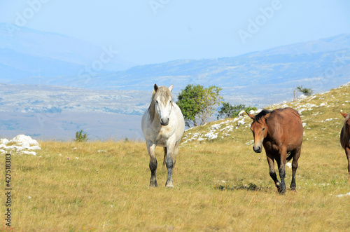 Livno Bosnia and Herzegovina  horse  black horse  white horse  black and white horse  nature  beautiful horse 