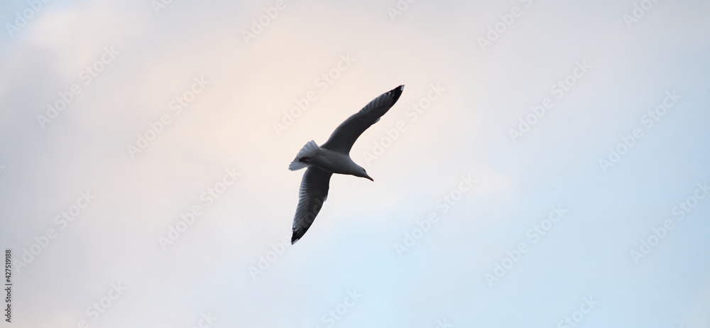 Obraz premium Seagull photographed from below. Flies from left to right. Overcast sky. No sun. No people. 