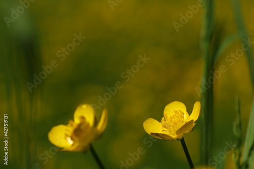 Niewielkie pole pięknych żółtych kwiatków
