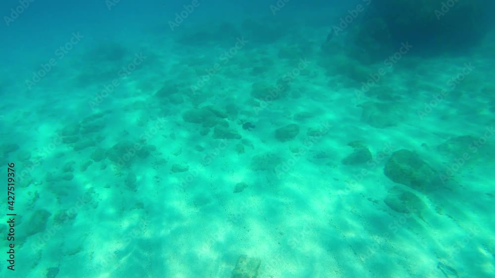 Cormorant fishing in blue sea on a sunny summer day in 4K