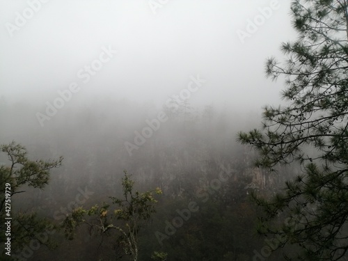 fog in the forest