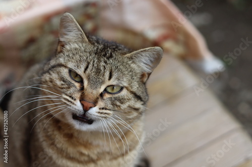 cat playing in the garden