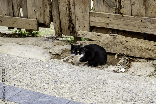 Cats eating in the street