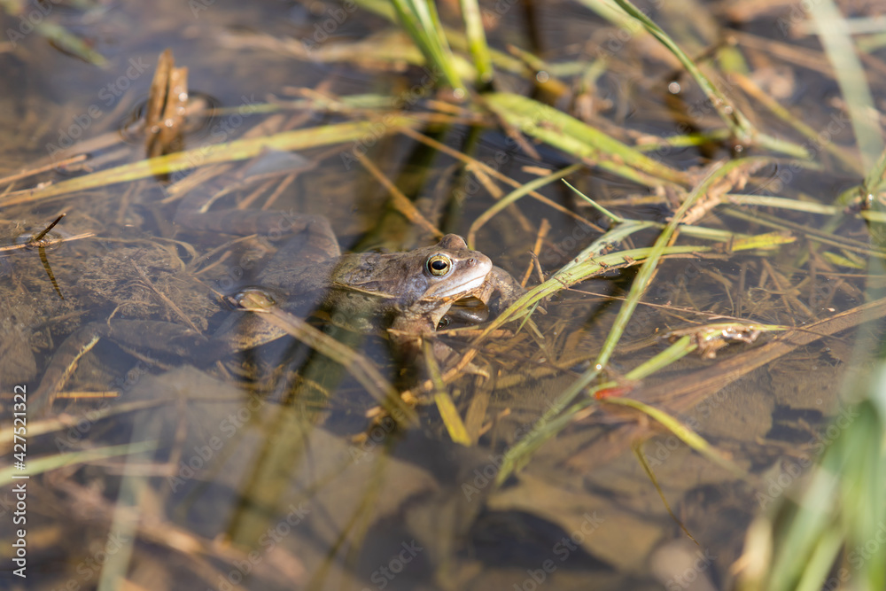Blue frog - Rana arvalis in water at mating time. Wild photo from nature. The photo has a nice bokeh. The image of a frog is reflected in the water. Blue frog - Rana arvalis in water at mating time. Wild photo from nature. The photo has a nice bokeh. The image of a frog is reflected in the water.