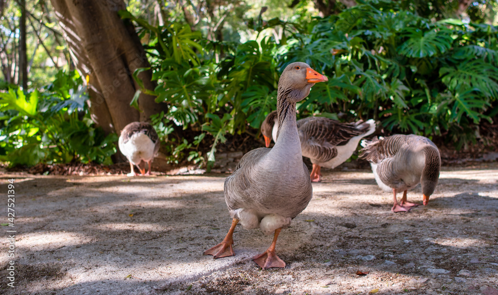Fototapeta premium Goose walking in a garden