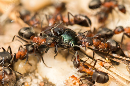 Atak mrówek na innego owada © BUDZiK