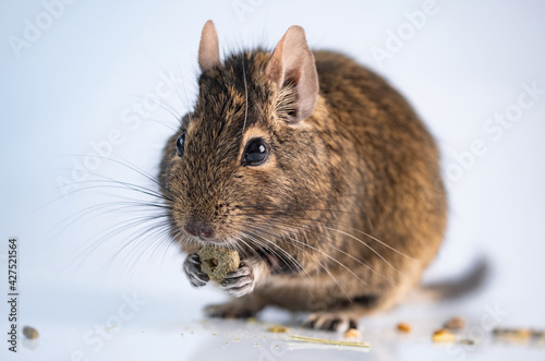 Funny rodent degu eating on white background photo